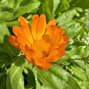 Outlander Herbal